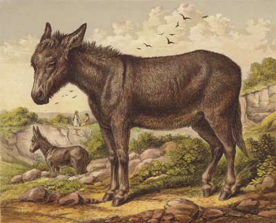 Burro de English School